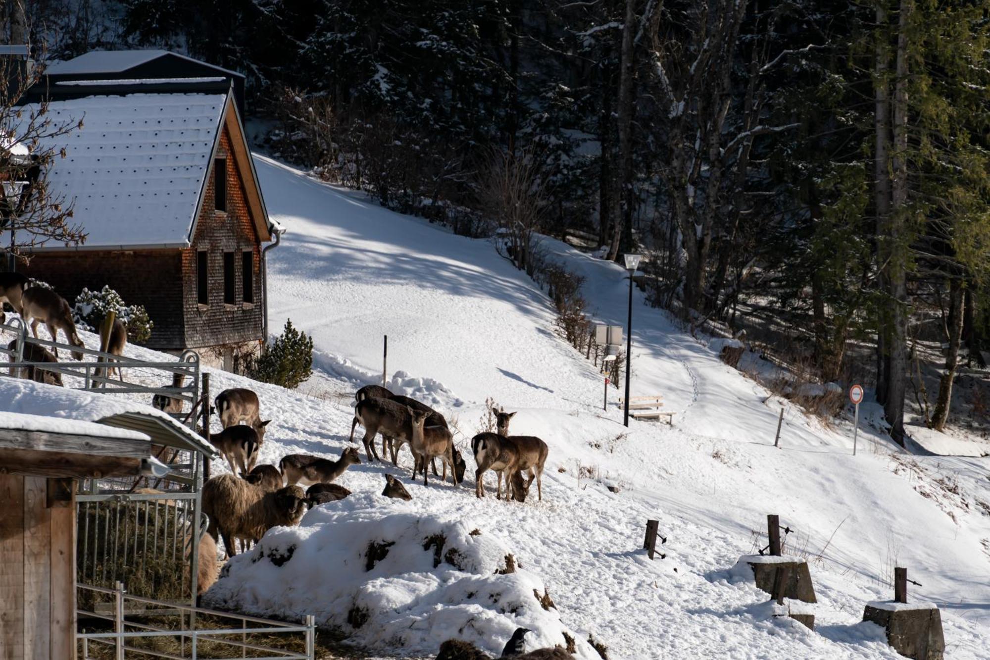 Peterhof Chalets Batschuns Екстериор снимка